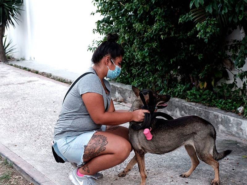 Buscan combatir la proliferación de perros callejeros en Cancún