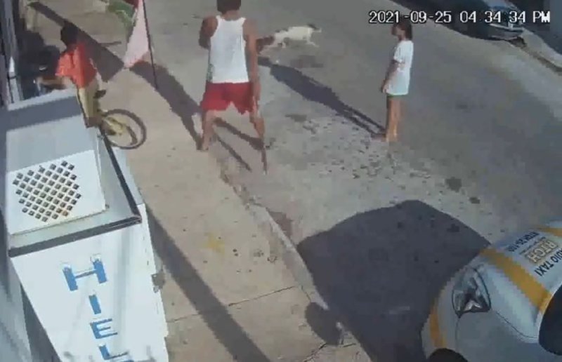 Denuncian a taxista por atacar a machetazos a una perrita en Chetumal .