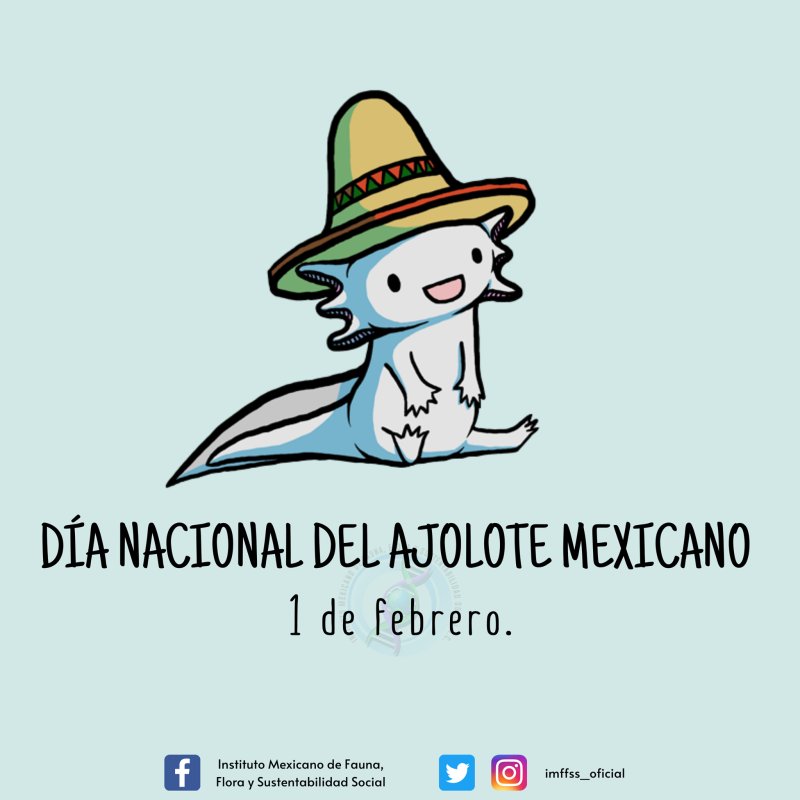 Día Nacional del Ajolote Mexicano