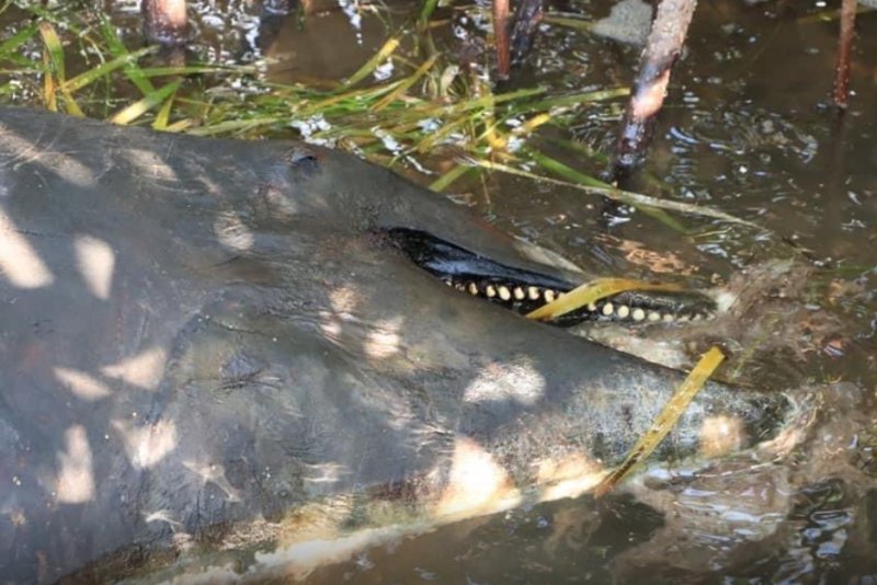 Hallan cuerpo de un delfín en la laguna Nichupté de Cancún