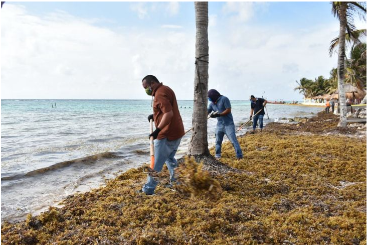 <a href="https://www.lajornadamaya.mx/quintana-roo/195986/mueren-tortugas-y-peces-en-mahahual-por-sargazo#">Mueren tortugas y peces en Mahahual por sargazo</a>