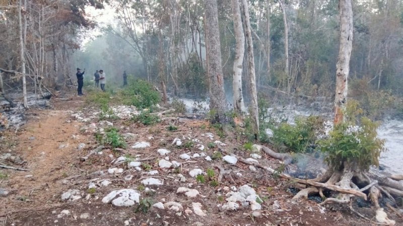 Incendios afectan alrededor de 230 hectáreas forestales en el municipio de Solidaridad￼
