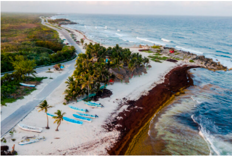 Disminuye presencia de sargazo en 23 por ciento en costas de Quintana Roo, aunque advierten continuidad de recales