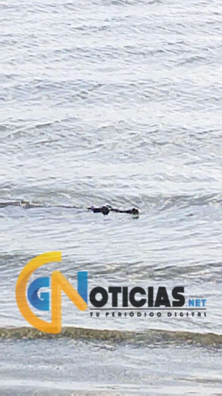 Alerta a la ciudadanía y turistas: respeten el hábitat de los cocodrilos en la Laguna Nichupté