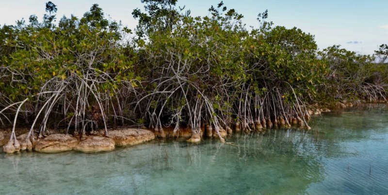 Quintana Roo elegido por la ONU como sede nacional para celebrar el Día Mundial del Medio Ambiente