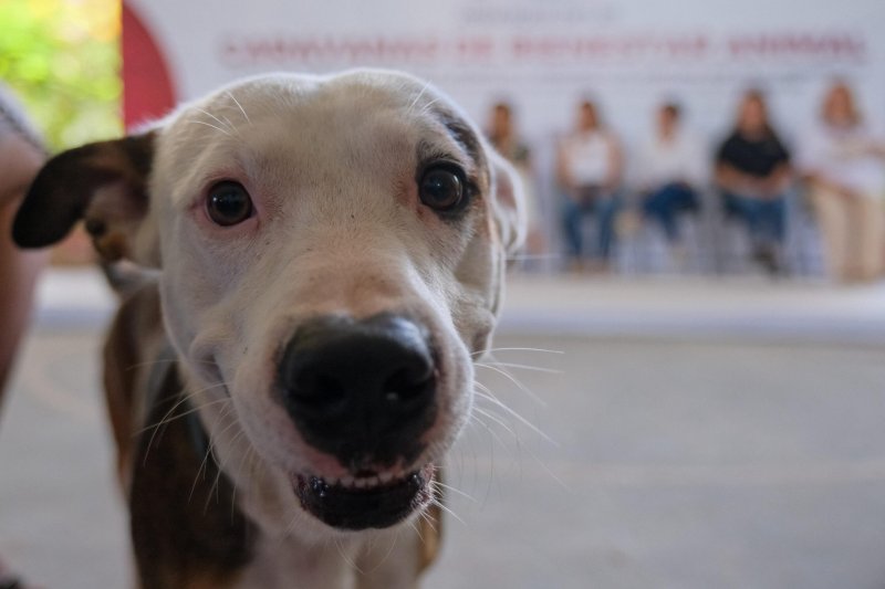 Por primera vez en Quintana Roo, Mara Lezama impulsa Caravanas de Bienestar Animal para proteger y mejorar la calidad de vida de las mascotas