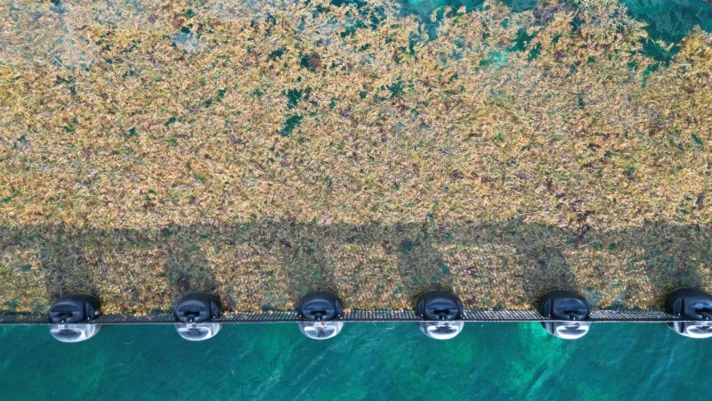 Quintana Roo fortalece acciones interinstitucionales para contener el sargazo: SEMA