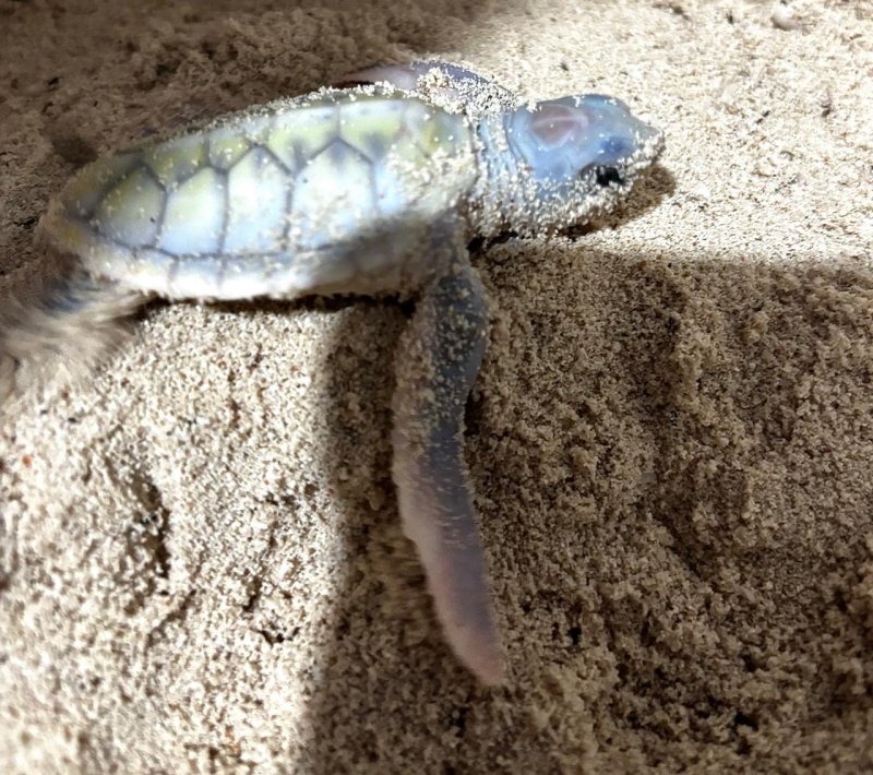 Registra la FPMC nacimiento de tortuga albina en Cozumel