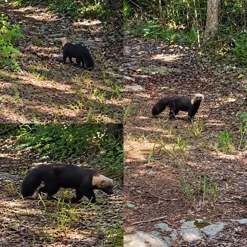 Avistamiento de tayra en Playa del Carmen
