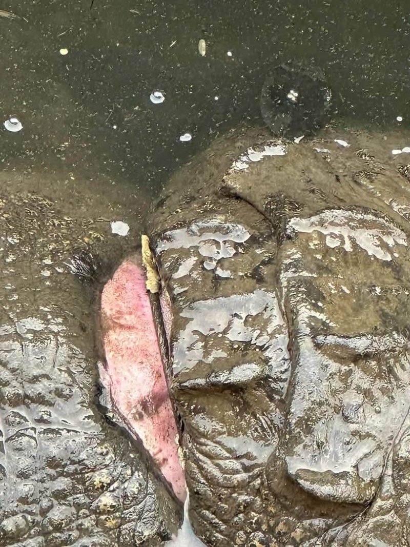 Cocodrilo en peligro en la Laguna de las Ilusiones