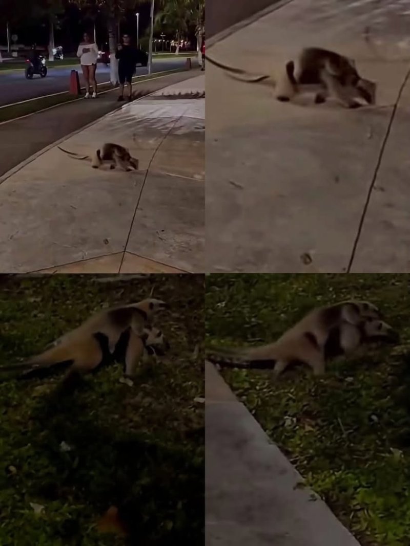 Oso hormiguero y su cría cruzan el malecón de Chetumal